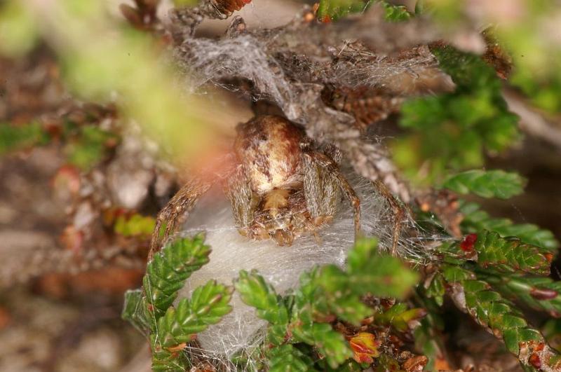 Philodromus_aureolus_D7482_Z_88_NP De Hoge Veluwe_Nederland.jpg